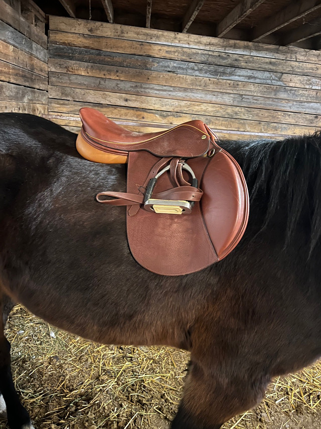 HDR advantage saddle  in Equestrian & Livestock Accessories in La Ronge