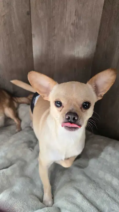 Purebred Chihuahas, View more