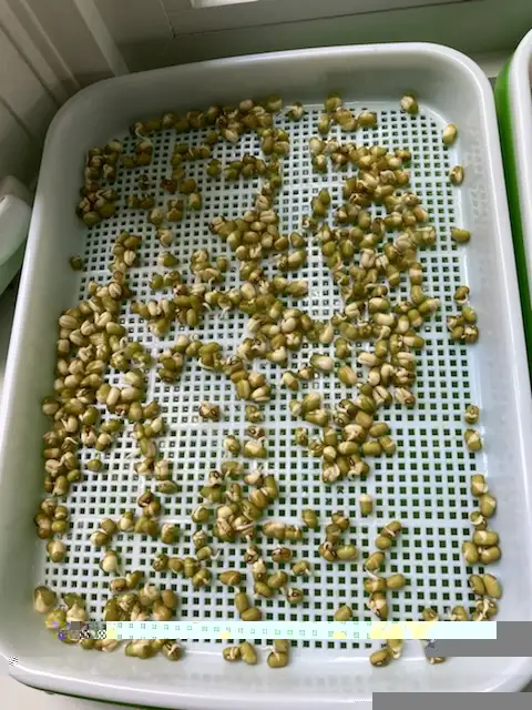 Seed Sprouter Tray with Cover Double Layer Growing kit | Plants ...