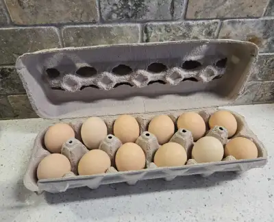 Silkie "Surprise" Hatching Eggs, View more