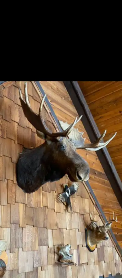 Beautiful Moose Shoulder Mount, View more