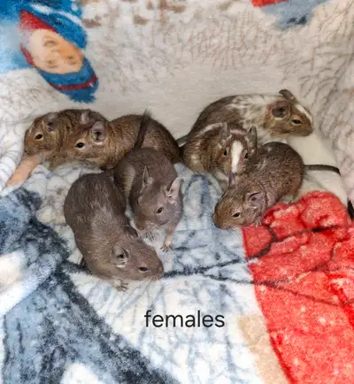 Young female degus, $75 for two, ready for new homes now!, View more