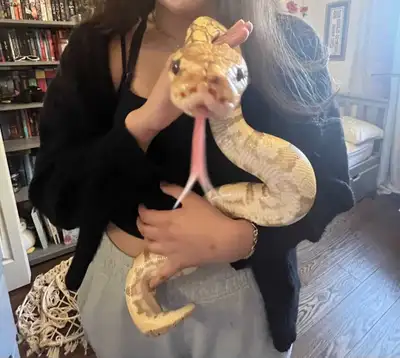 Banana ball python and enclosure (bundle), View more