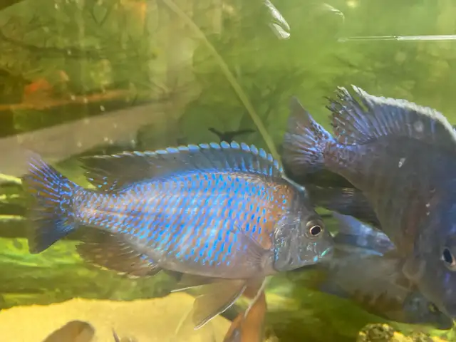 Male Cichlids for sale in Fish for Rehoming in Kingston - Image 3