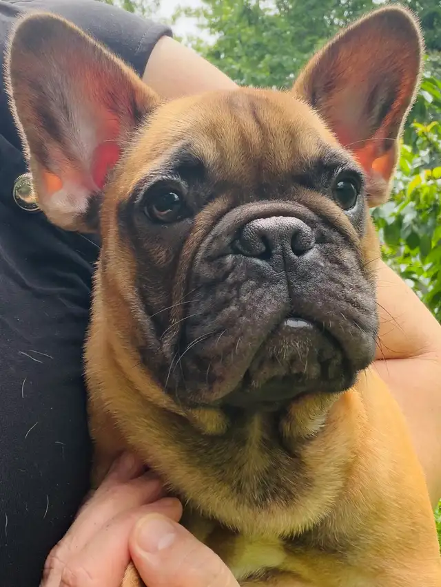FRENCH BULLDOG PUPPIES in Dogs & Puppies for Rehoming in Ottawa - Image 6