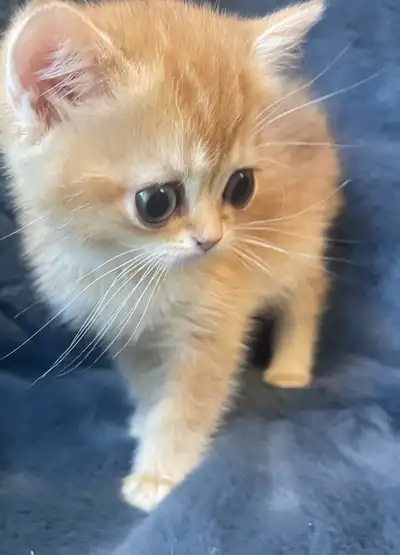 We have Two beautiful purebred British kittens ( Longhair(boy) & Shorthair(girl)) looking for a lovi...