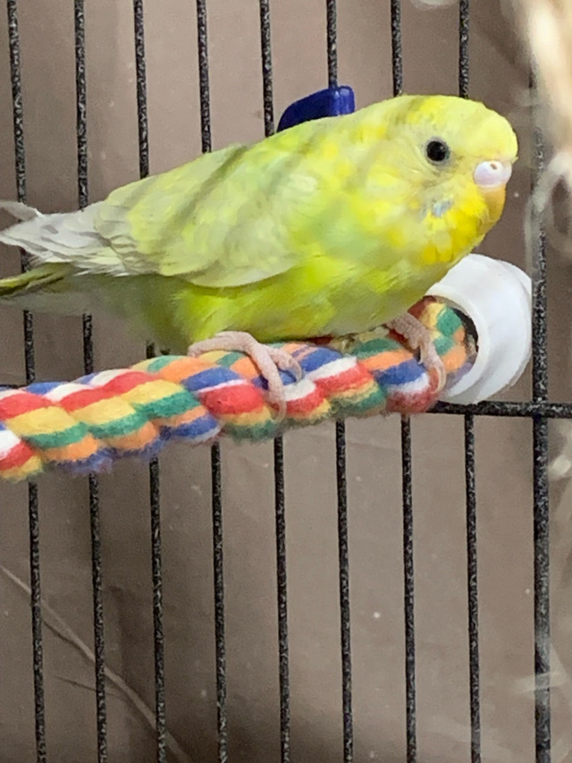 Fertile Budgies For Sale - males and females in Birds for Rehoming in Ottawa - Image 4