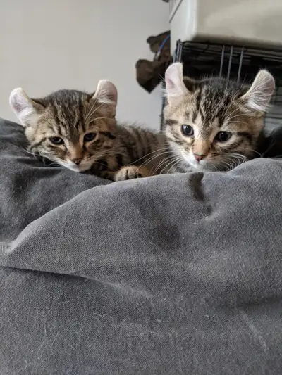 2 femelles Elles sont prêtes a être adoptées, elles mangent de la moulé pour chatons et vont dans la...