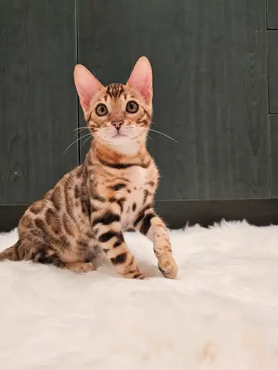 Chatons Bengal vaccinés, stérilisés, TICA , View more