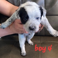 Border Heeler Puppies! Border City.