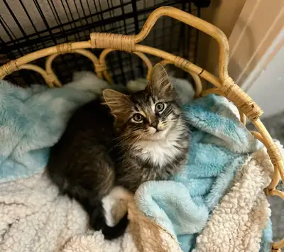 Male Kitten 10 Weeks Old, View more