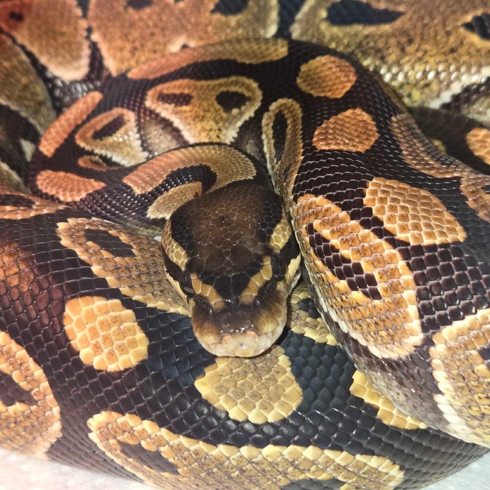 Reptile Rescue & Sanctuary | Reptiles & Amphibians for Rehoming ...