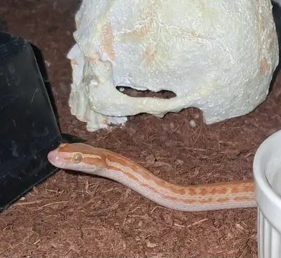 Snakes For Sale, View more