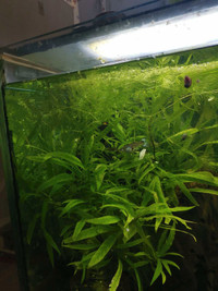 Hornwort + Giant Hygro 