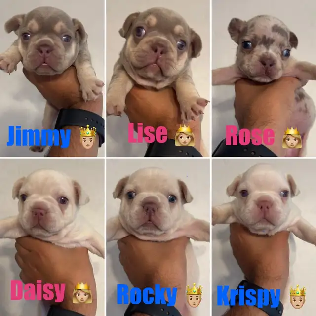 chiots Bulldog francais de très bon lignée  , french BULLDOG in Dogs & Puppies for Rehoming in Laval / North Shore - Image 3