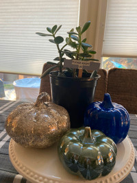 Succulent family in need of a new home!