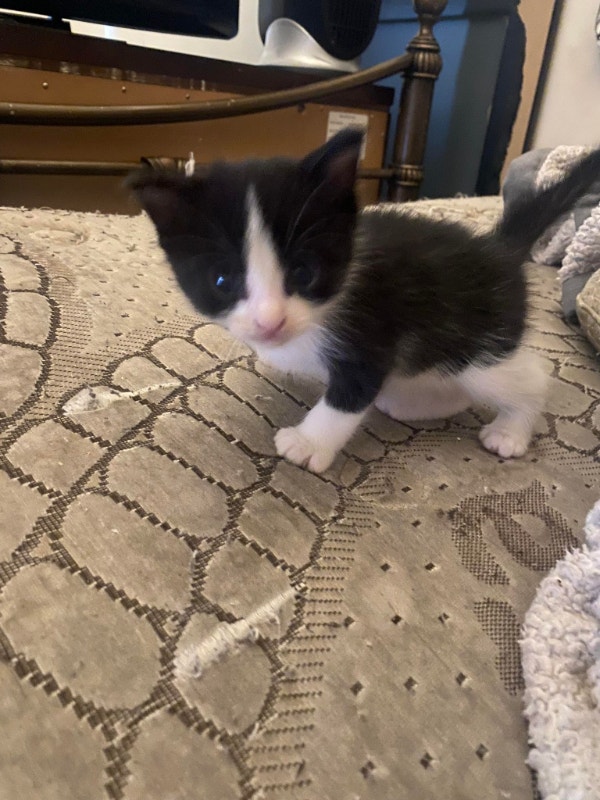 KIttens for adoption Cats & Kittens for Rehoming Oshawa / Durham