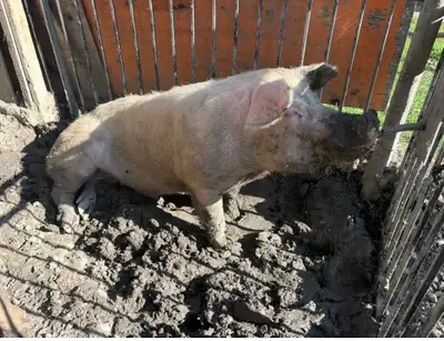 Landrace/duroc/yorkshire 2-3 year old Boar, View more