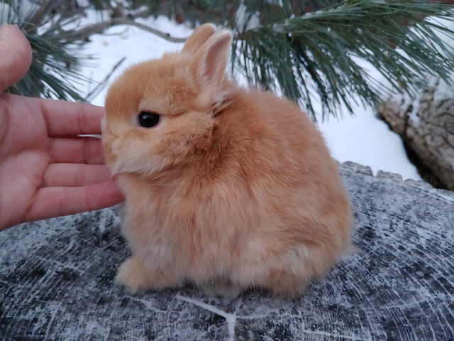 EXTRAORDINARY NETHERLAND DWARF BABY BUNNY RABBITS in Small Animals for Rehoming in Oshawa / Durham Region