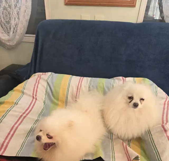 Pomeranian | Dogs & Puppies for Rehoming | Hamilton | Free local ...