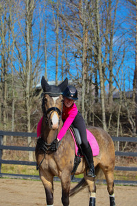 6 year old dressage gelding available for part board 