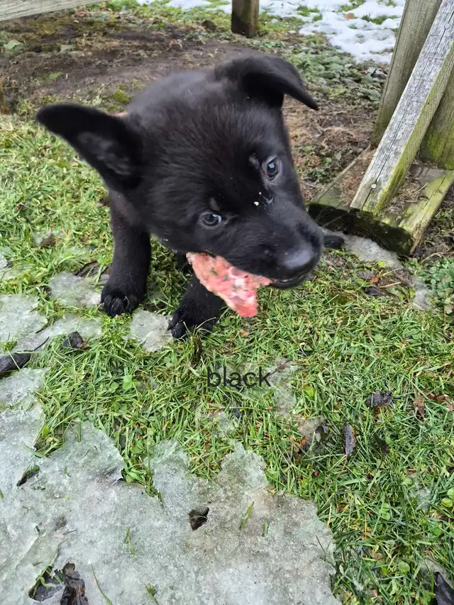 German Shepherd Puppy - CKC registered in Dogs & Puppies for Rehoming in Hamilton - Image 8