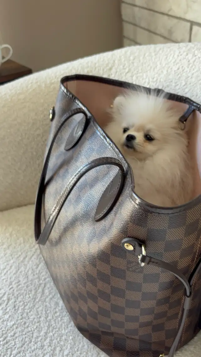 Top G Teacup  Pomeranian Puppy  (imported from South Korea) in Dogs & Puppies for Rehoming in Longueuil / South Shore - Image 7