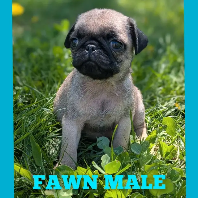 Quality Home Raised Pug Puppies - READY NOW in Dogs & Puppies for Rehoming in City of Toronto - Image 4