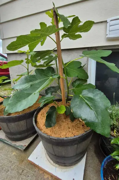 Italian Fig Tree for Sale, View more