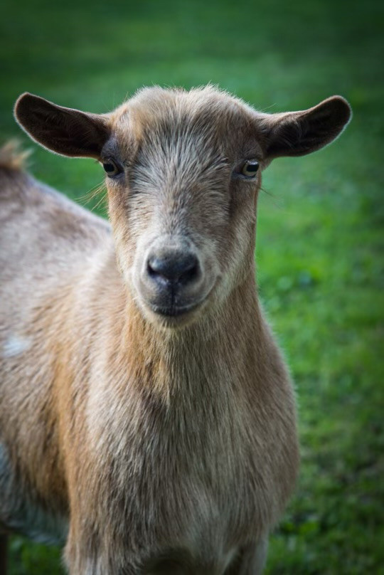 Nigerian Dwarf Goats in Equestrian & Livestock Accessories in Abbotsford - Image 2