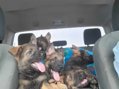 Real German Shepherd Pups! Vet checked, View more