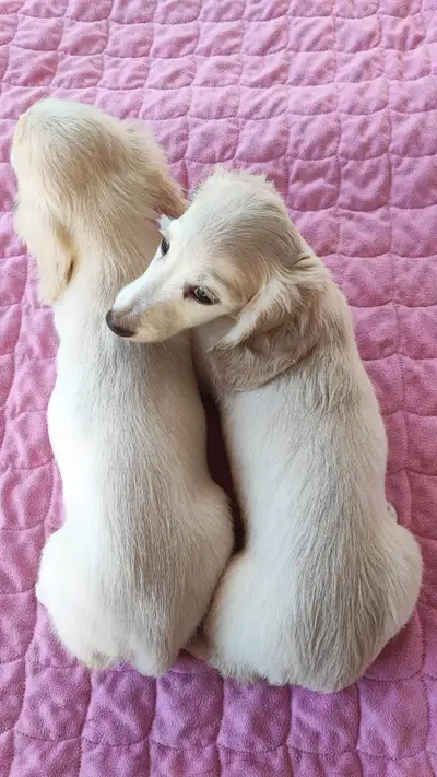 We have Miniature and super Kaninchen Dachshund puppies of best European bloodlines available as a p...