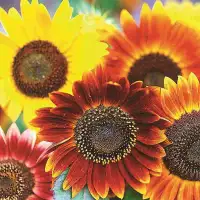 Sunflower, Marigolds, Zumba & Roma Tomato Seedlings 