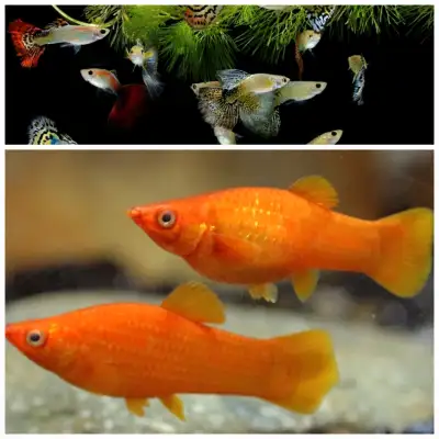 Molly and Guppy fish 3 for $5, View more