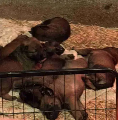 Looking for a loyal companion, working partner, or family protector? We are offering top-quality Bel...