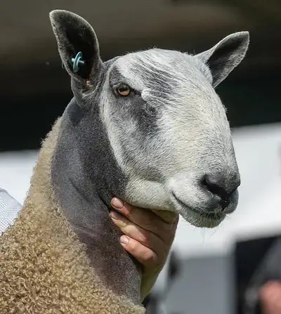 iso bluefaced Leicester , View more