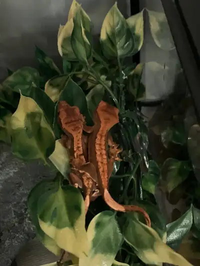 Baby Crested Geckos and Enclosure , View more