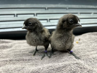 Svarthona Chicks for sale