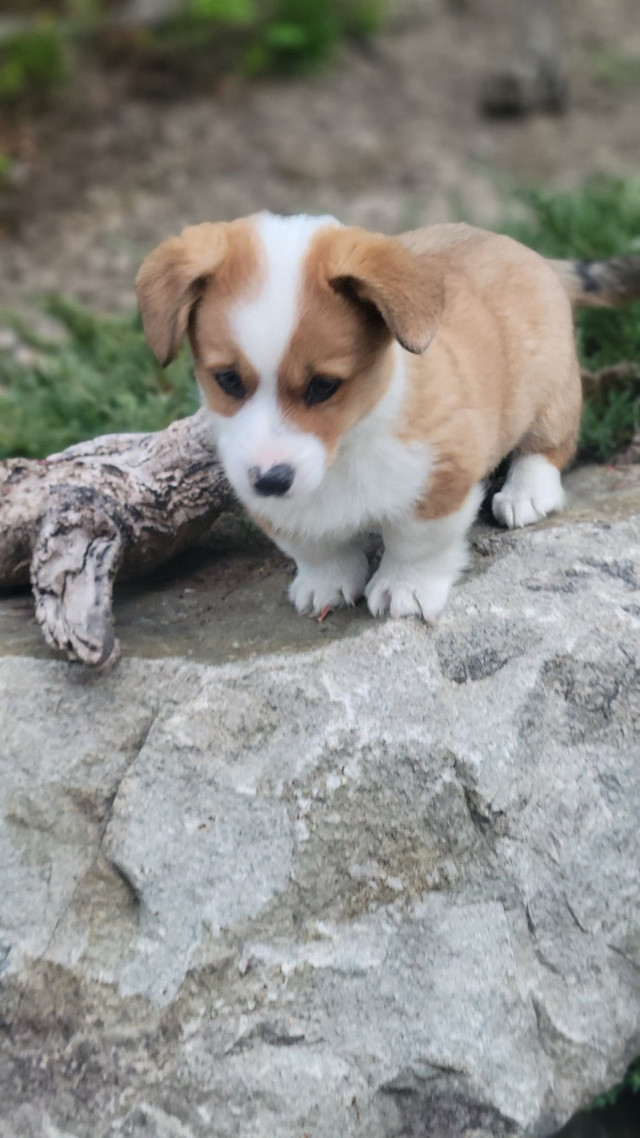 Corgi Puppies in Dogs & Puppies for Rehoming in Abbotsford - Image 2