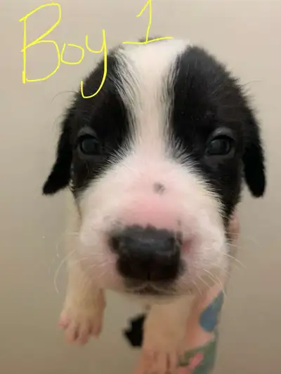 We have Rotti/Lab mix Will be use to being bathed. They are very sweet. They are handled daily. Ther...
