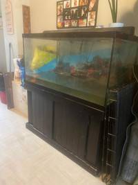 Large fish tank with everything 