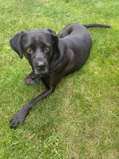 Meet Presley! ❤️ Presley is a Cane Corso/Lab mix, fixed male, born July 13, 2021, and weighs approxi...