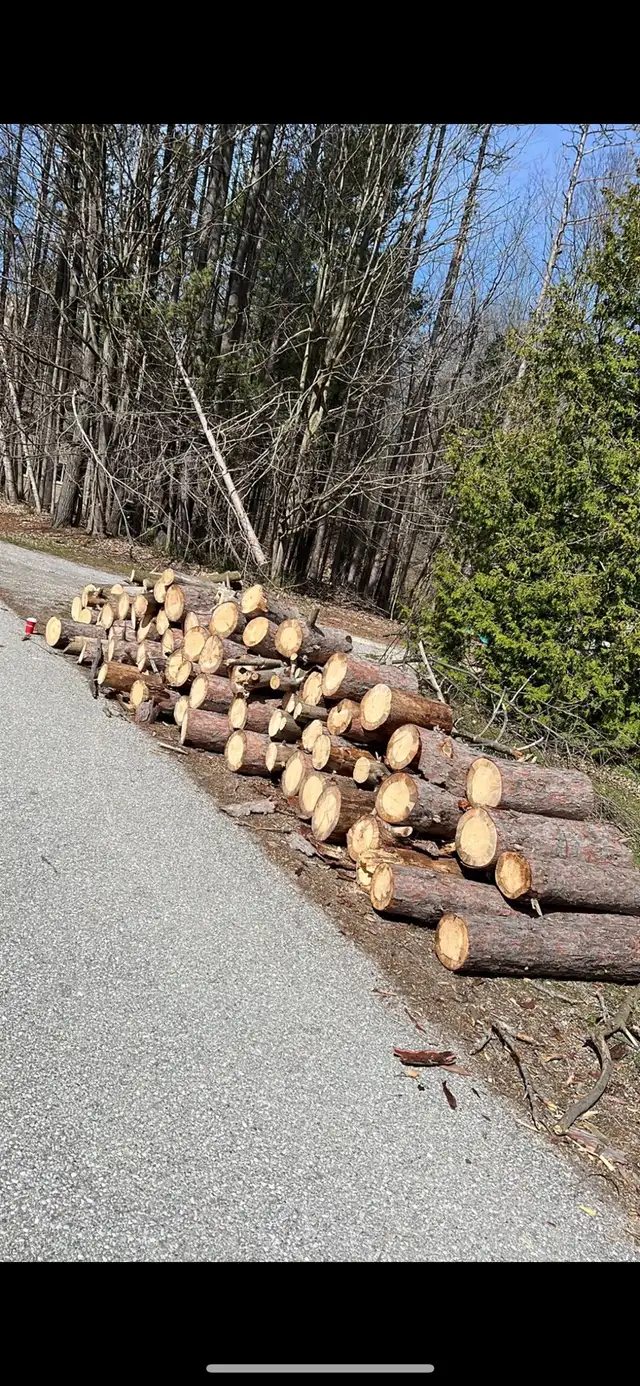 Summer Tree Removal62863726985985122