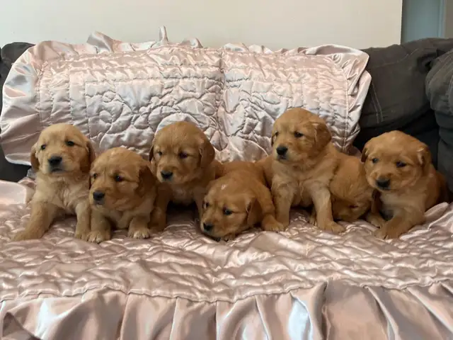 Golden Retriever - Pure bred in Dogs & Puppies for Rehoming in Kitchener / Waterloo - Image 8