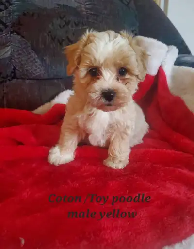 Coton de tulear / Toy poodle pups, View more