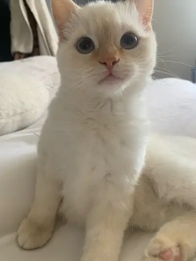 scotish Short hair , View more