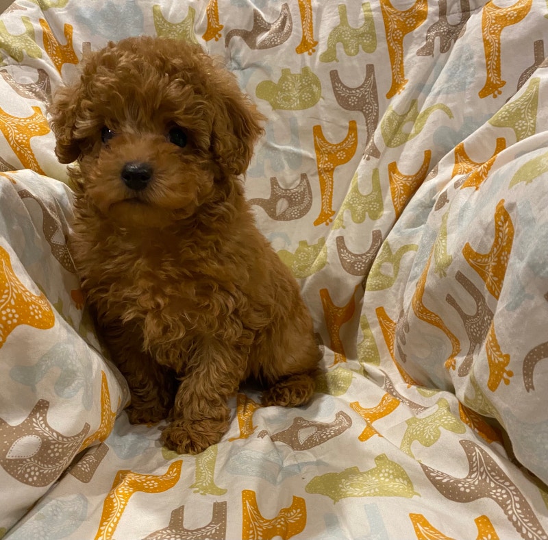 Toy poodles(last one) Dogs & Puppies for Rehoming Windsor Region