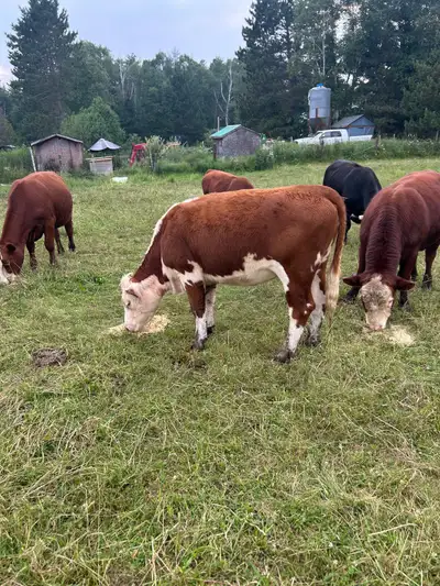Hereford heifer, View more
