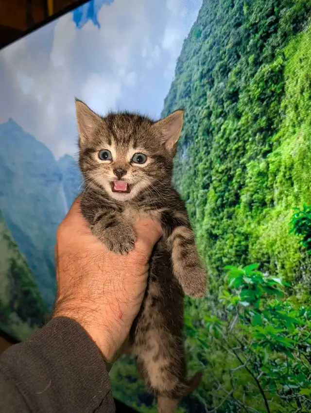 Kittens Ready to Rehome
