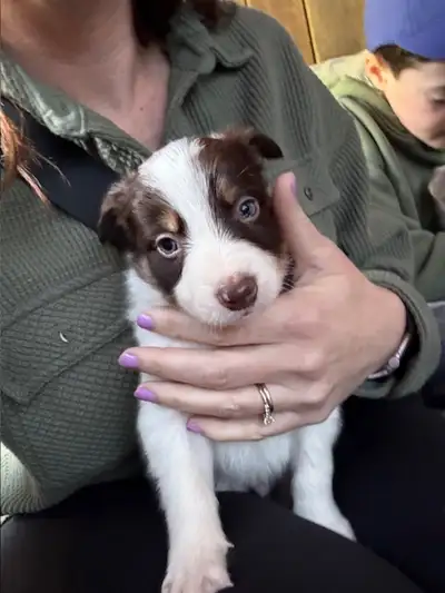 CBCA REGISTERED BORDER COLLIE PUPPIES, View more